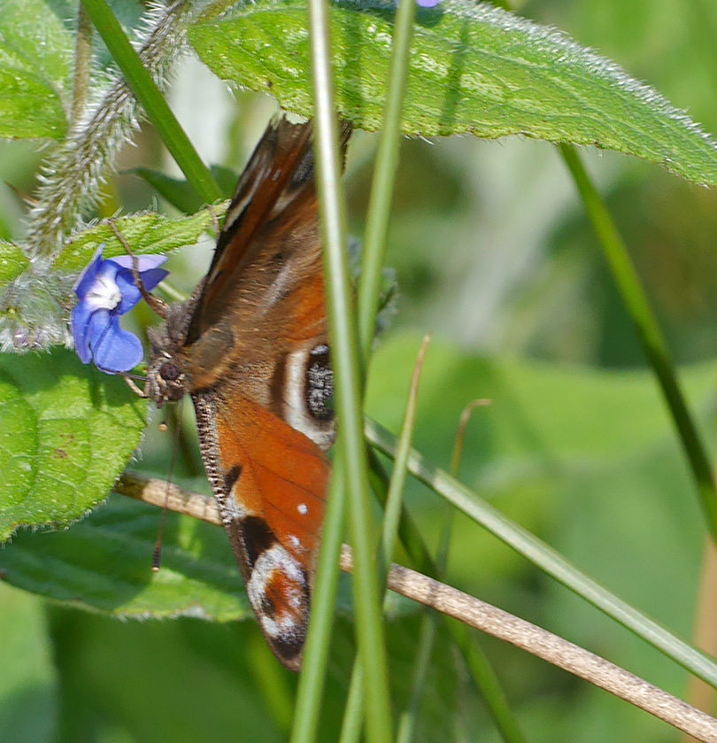 Aglais io