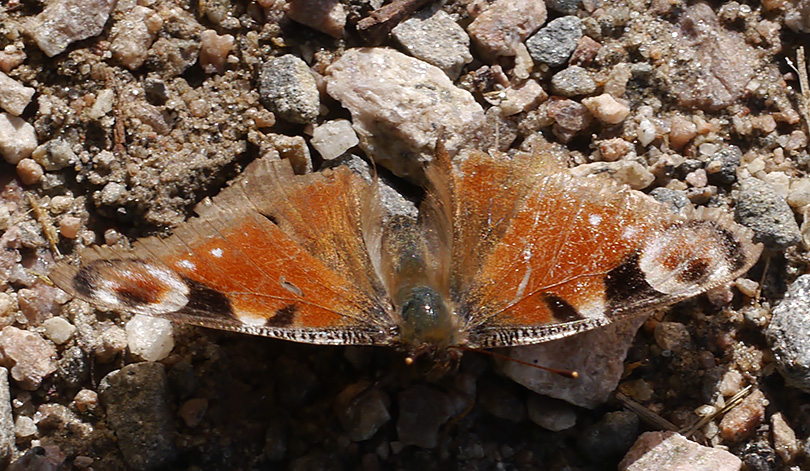 Aglais io