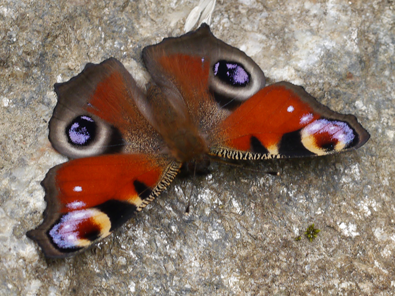 Aglais io