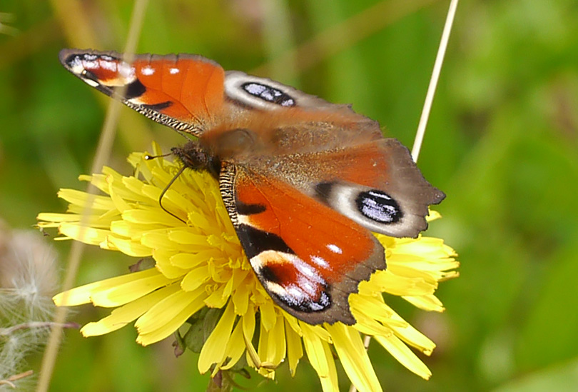 Aglais io