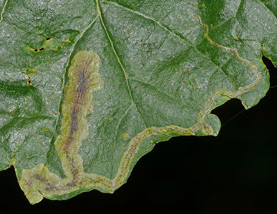 Agromyza alnivora