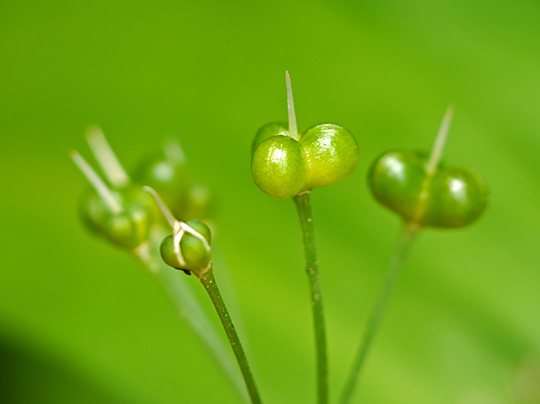 Allium ursinum