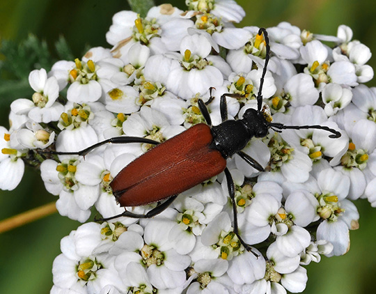 Anastrangalia sanguinolenta