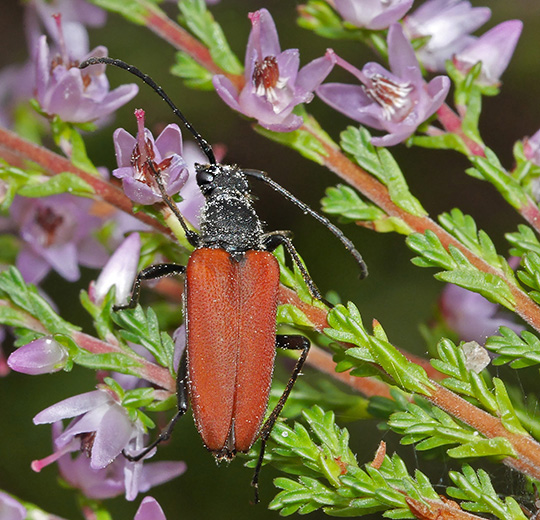 Anastrangalia sanguinolenta