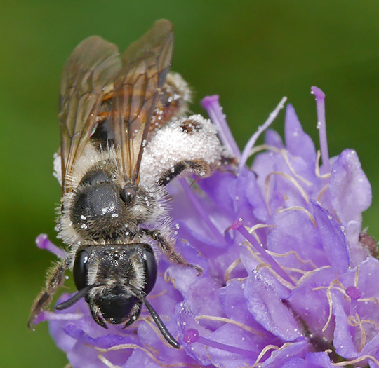 Andrena marginata