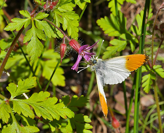 Anthocharis cardamines