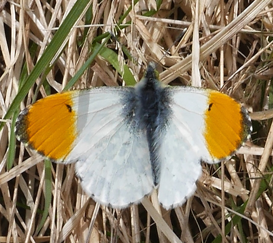 Anthocharis cardamines