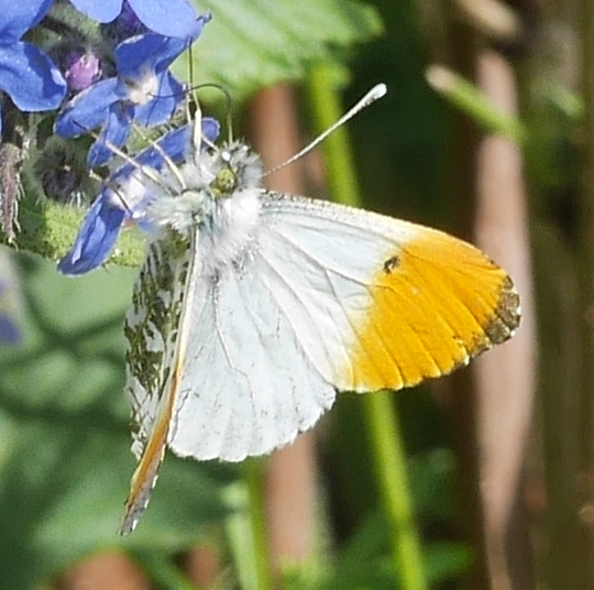 Anthocharis cardamines