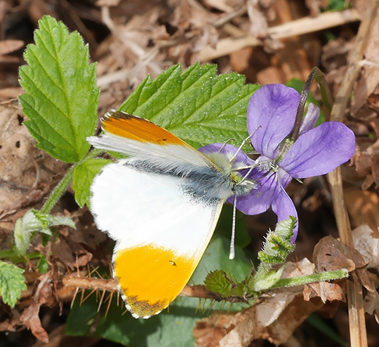 Anthocharis cardamines