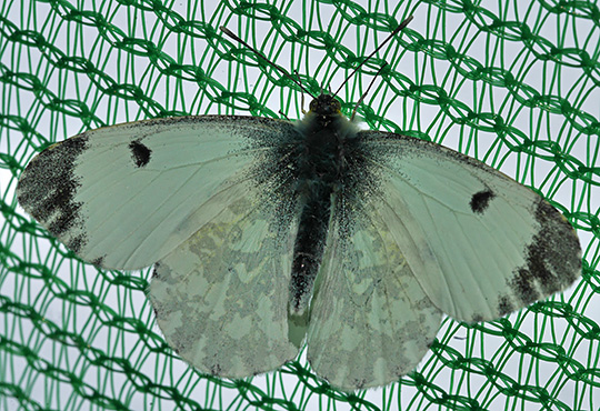 Anthocharis cardamines