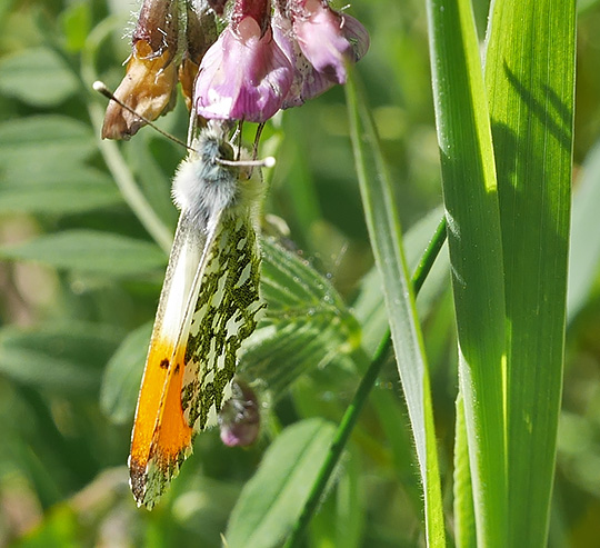 Anthocharis cardamines