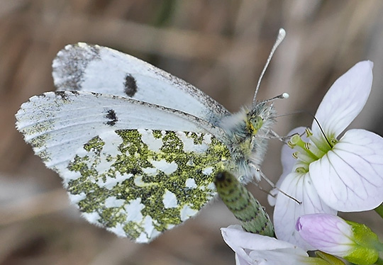 Anthocharis cardamines
