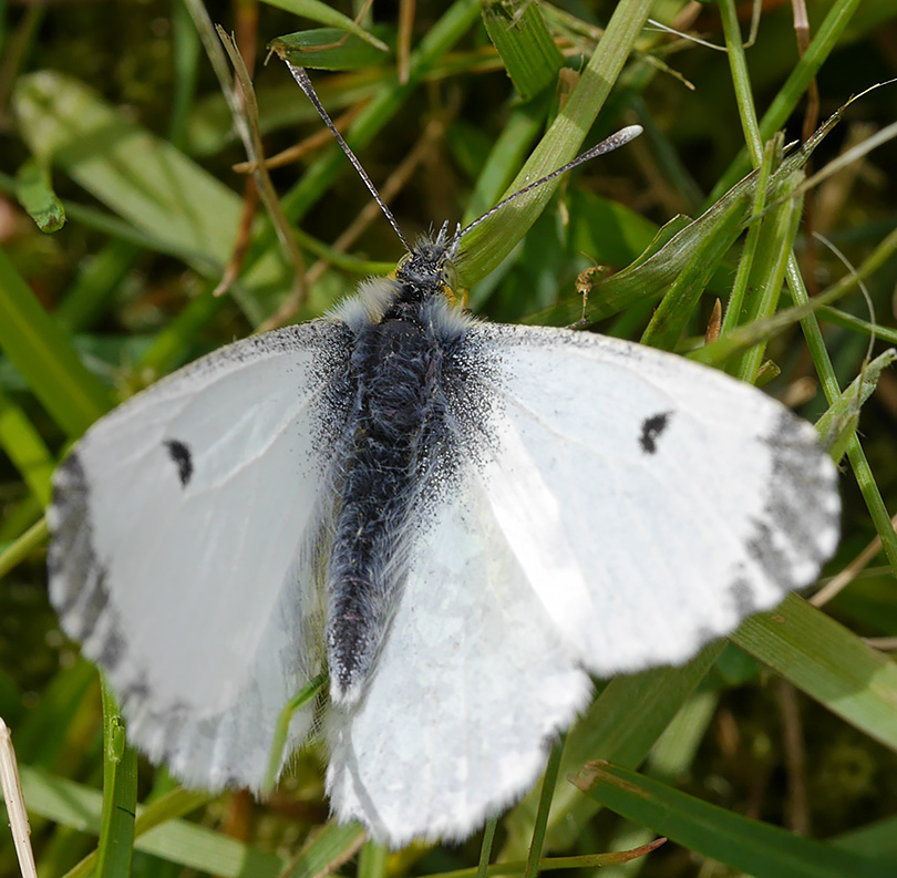 Anthocharis cardamines