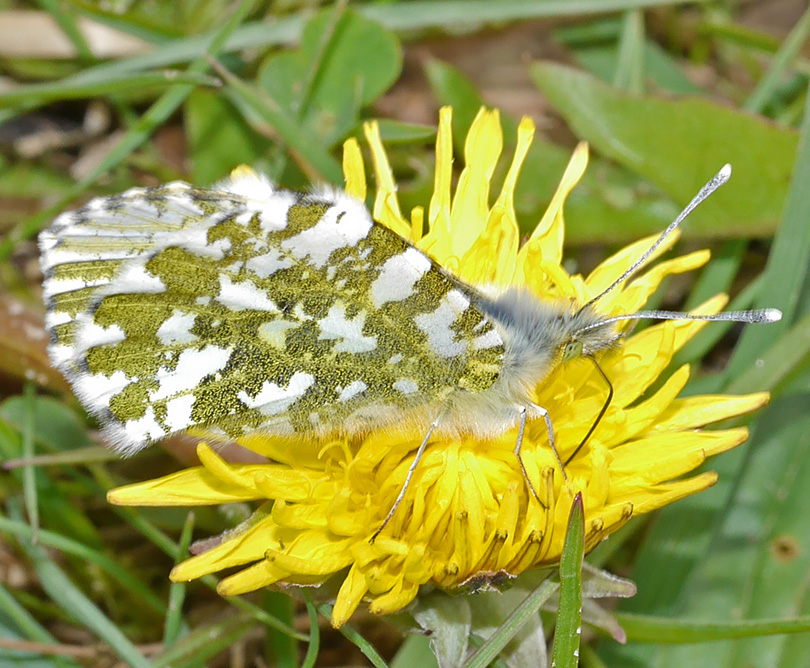 Anthocharis cardamines