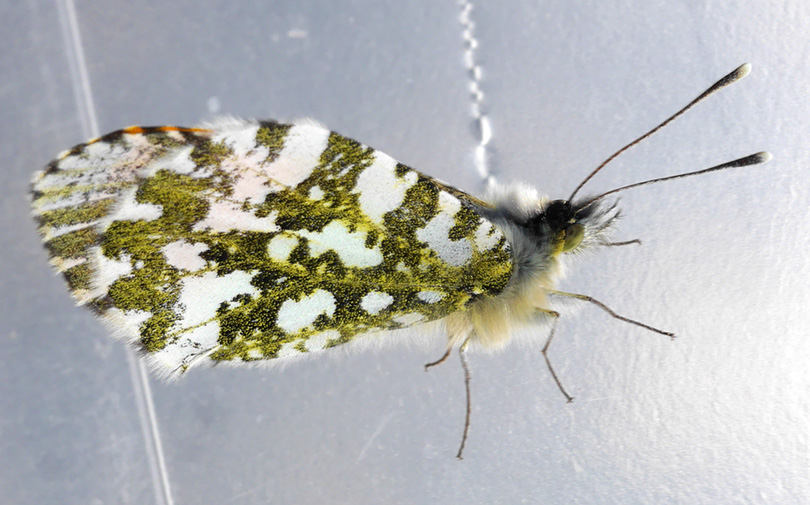 Anthocharis cardamines