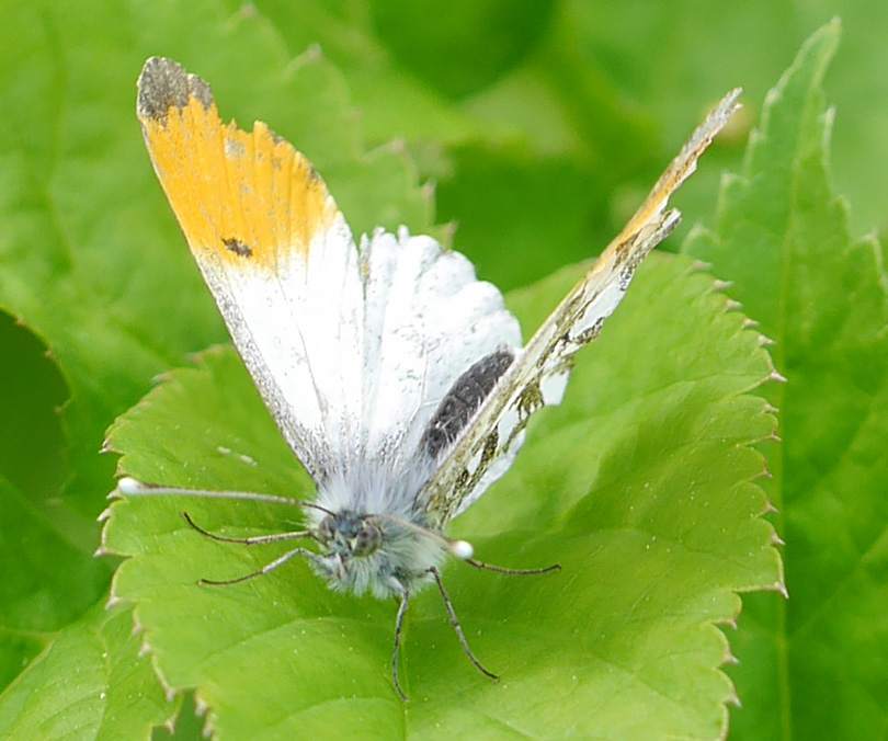 Anthocharis cardamines