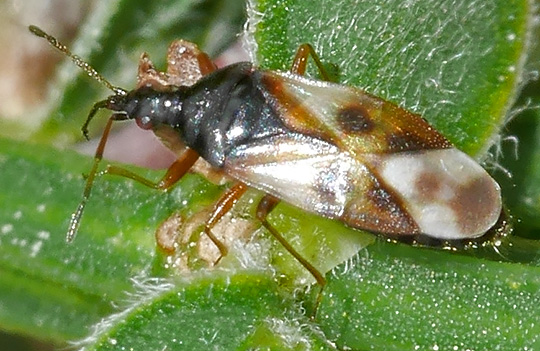 Anthocoris nemorum