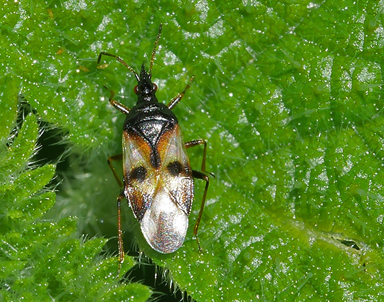 Anthocoris nemorum