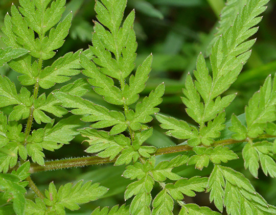 Anthriscus sylvestris
