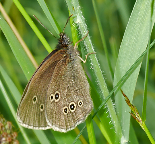 Aphantopus hyperantus