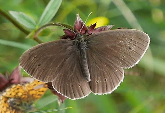 Aphantopus hyperantus