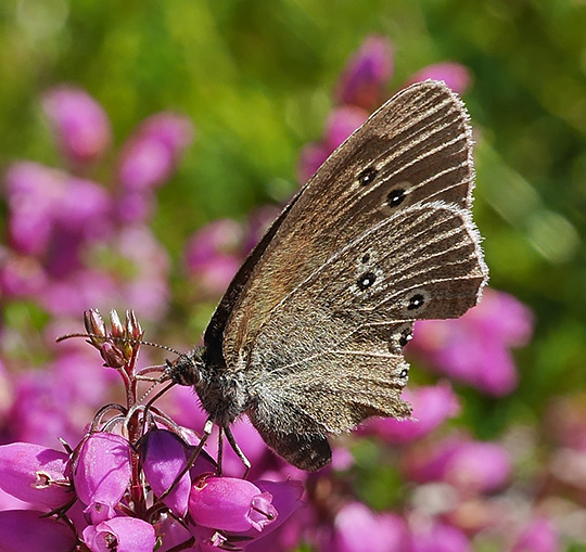 Aphantopus hyperantus