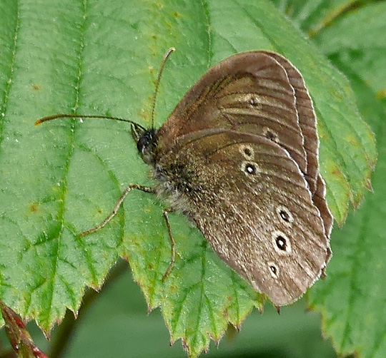Aphantopus hyperantus