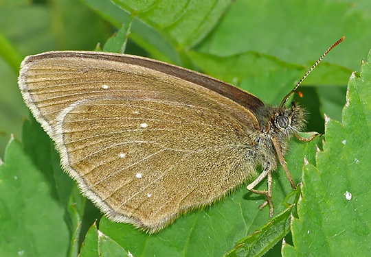 Aphantopus hyperantus