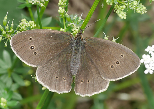 Aphantopus hyperantus