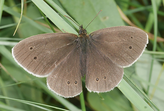 Aphantopus hyperantus