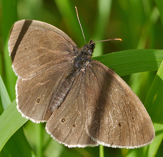 Aphantopus hyperantus