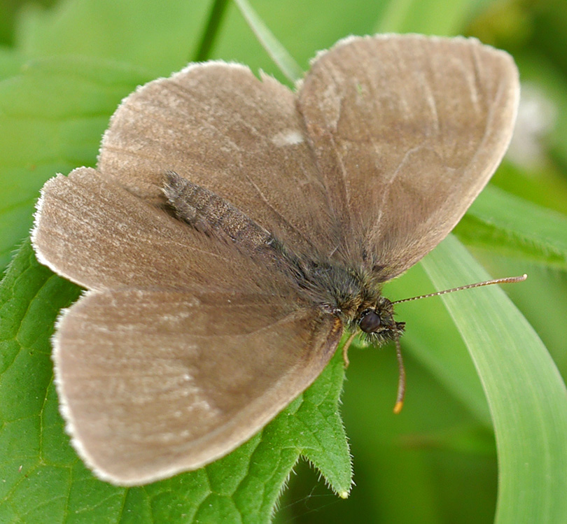 Aphantopus hyperantus