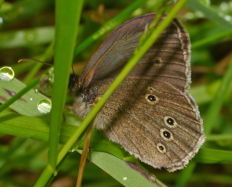 Aphantopus hyperantus