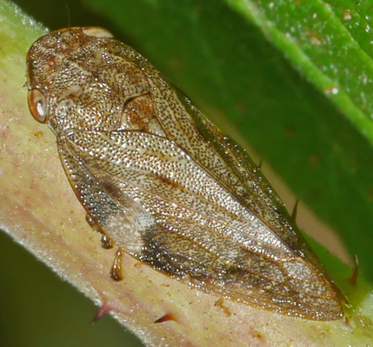 Aphrophora alni