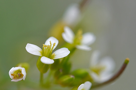 Arabidopsis thaliana