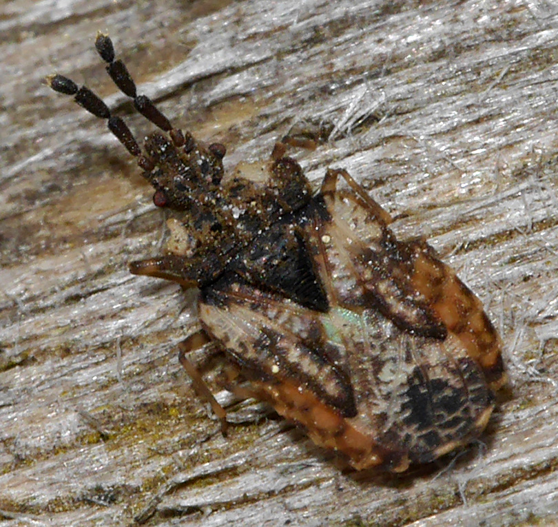 Aradus depressus