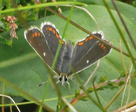 Aricia artaxerxes