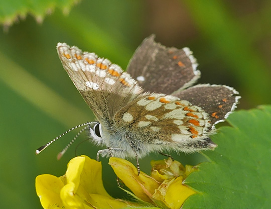 Aricia artaxerxes