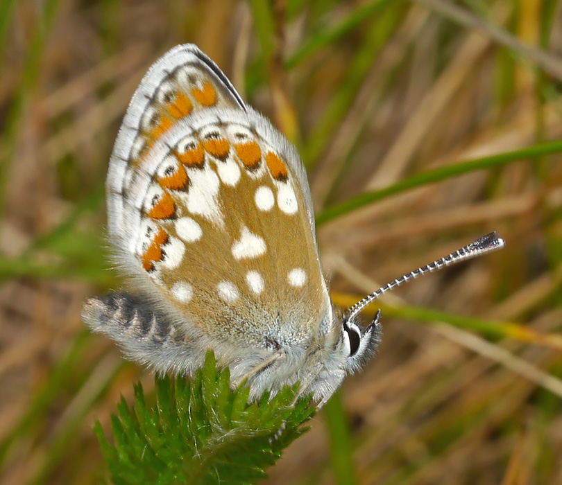 Aricia artaxerxes