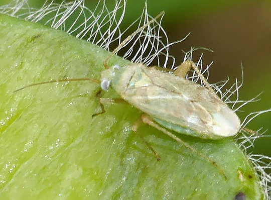 Asciodema obsoleta