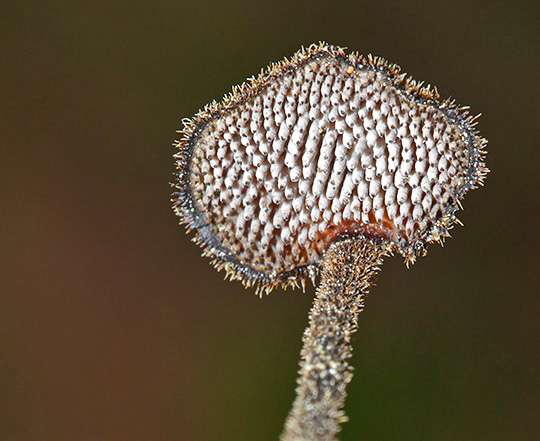 Auriscalpium vulgare