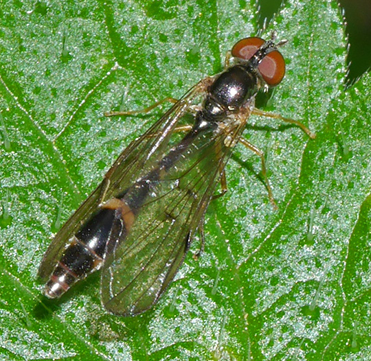 Baccha elongata