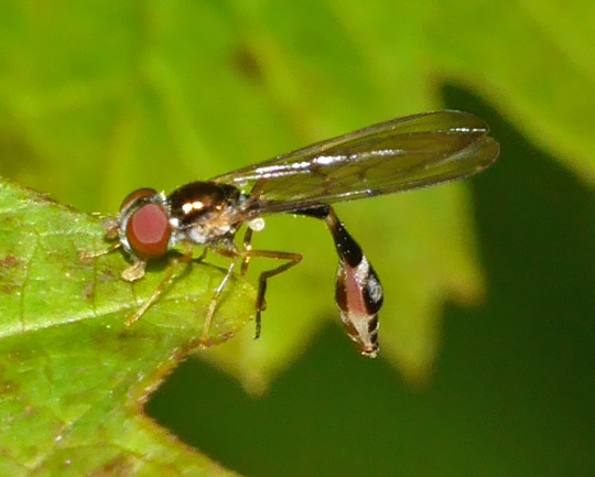Baccha elongata