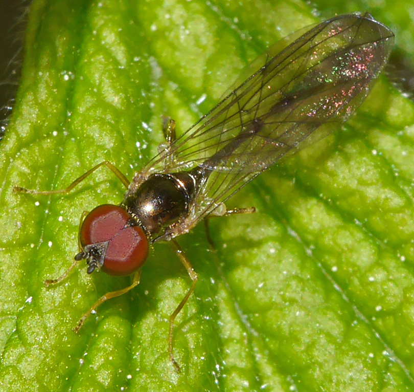 Baccha elongata