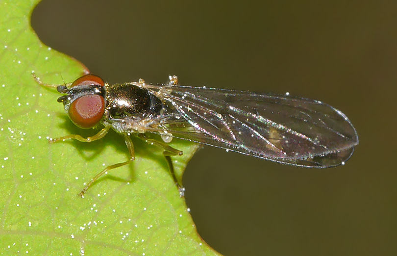 Baccha elongata
