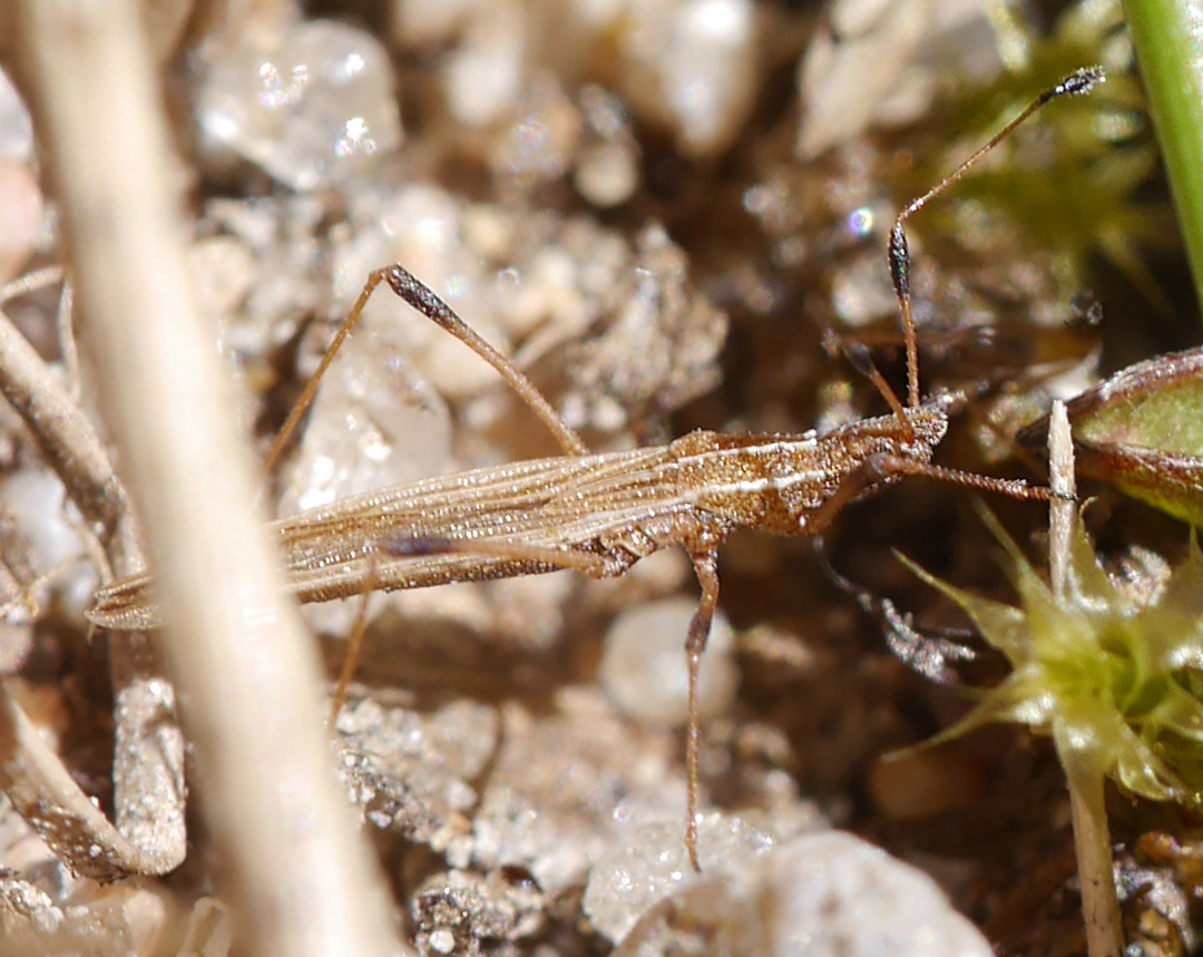 Berytinus minor