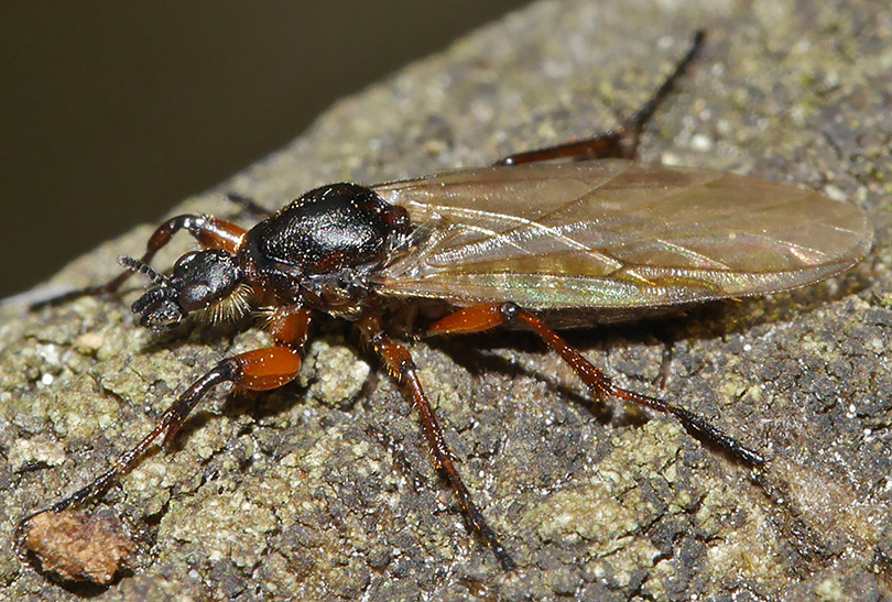 Bibio lanigerus