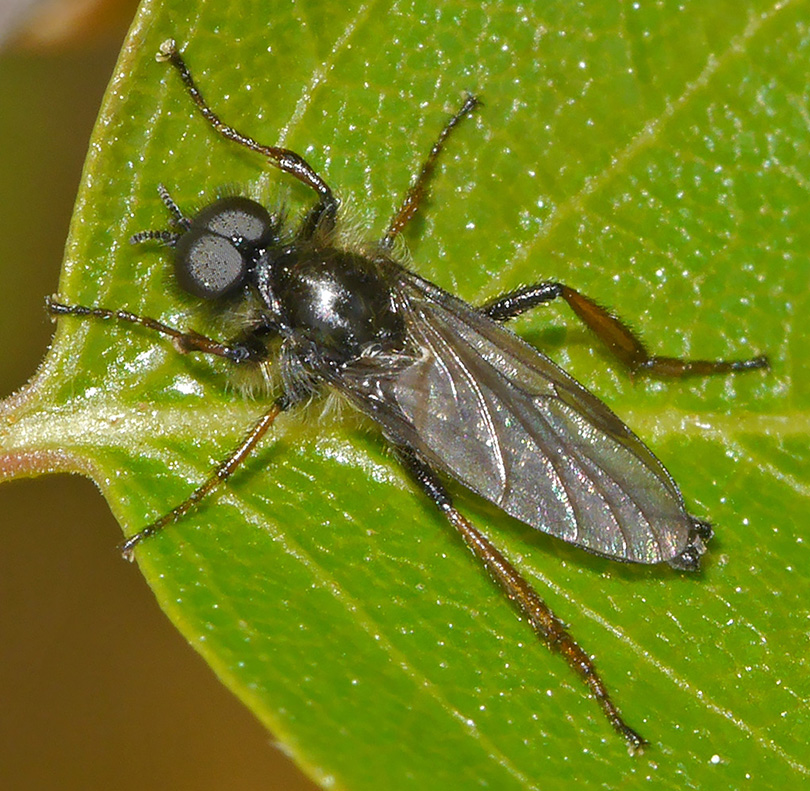 Bibio lanigerus