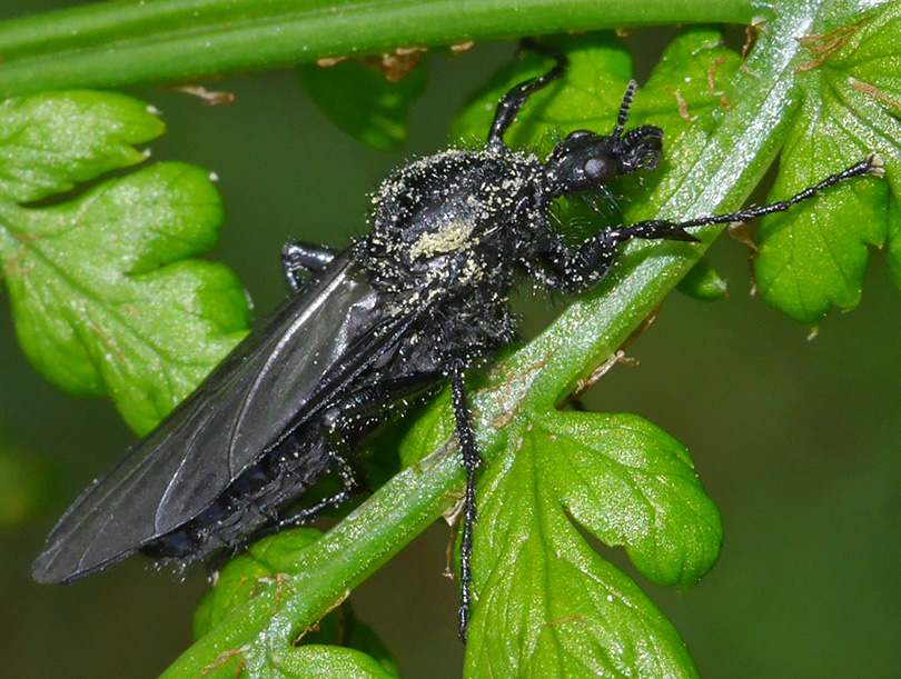 Bibio marci