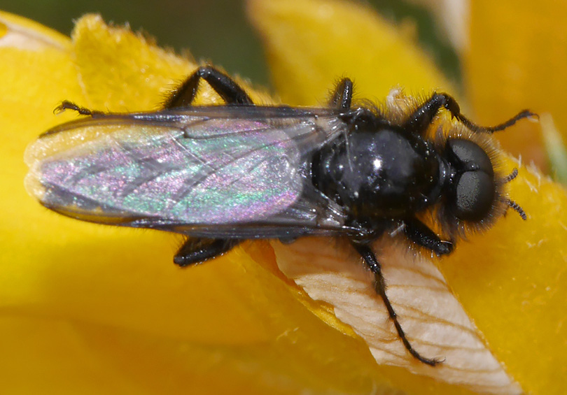 Bibio marci